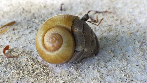 A macro closeup of a hermit crab hiding in the shell at warm tropical beach in Vídeos de archivo 94838555