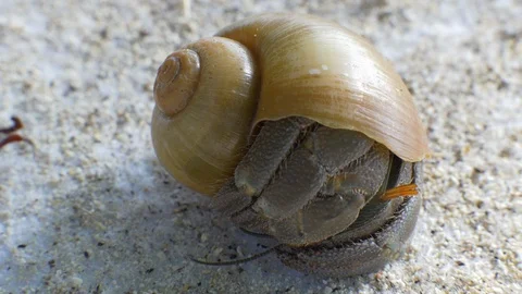 A macro closeup of a hermit crab hiding in the shell at warm tropical beach in Stock Footage 98122539