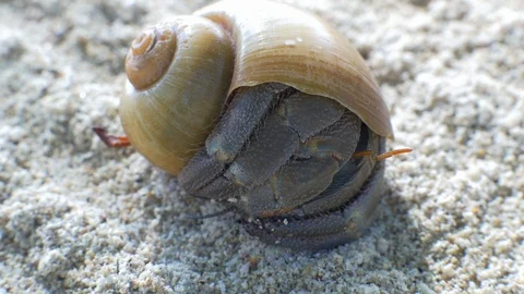 A macro closeup of a hermit crab hiding in the shell at warm tropical beach in Stock Footage 100583711