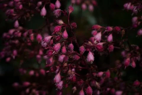 Macro closeup of Heuchera Stock Photos