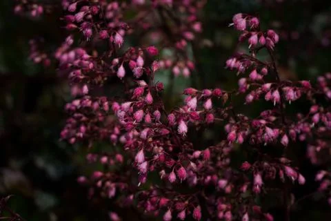 Macro closeup of Heuchera Stock-Fotos