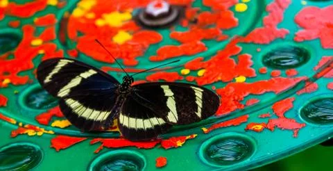 Macro closeup of a hewitson's longwing butterfly, tropical insect specie from Stock Photos