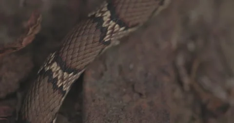 Macro closeup: Intricate chevron patterns and dark bands of a wild Common Kukri Stock Footage 331039346
