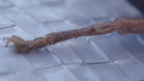 Macro closeup of isolated grasshopper locust insect leg showing its intricate Stock Footage 321341623