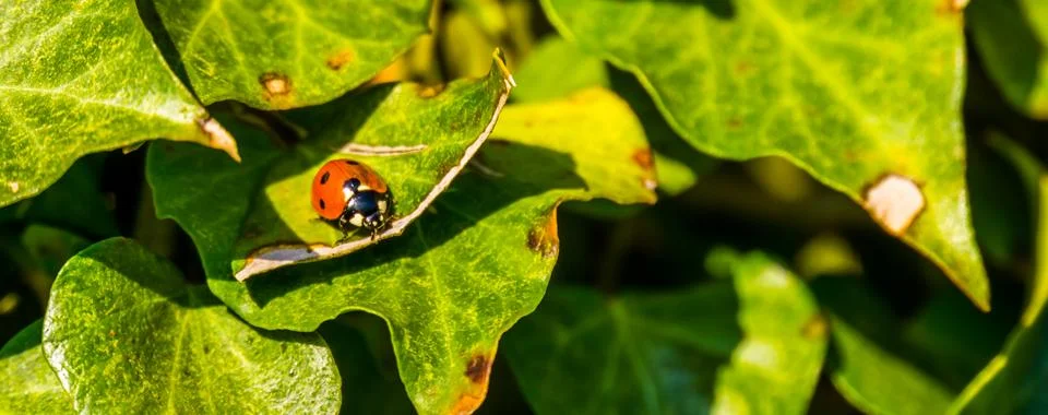 Macro closeup of a lady beetle bug with orange wings and black spots, common  Stock Photos