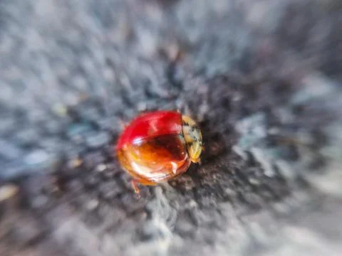 Macro closeup of ladybug on brown background Stock Photos