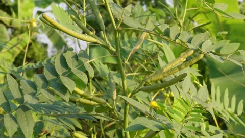 Macro CloseUp of Leguminous Plant Stock Footage 326155887