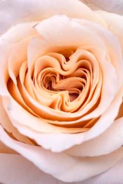 Macro closeup of a light white orange creamy pastel rose Stock Photos