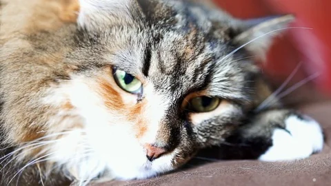Macro closeup of maine coon cat's eyes lying down on couch trying to sleep Stock Footage 80207491