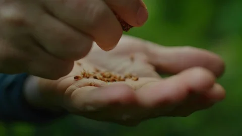 Macro closeup on a mans hands crushing flower seedlings in slow motion Stock Footage 106370110