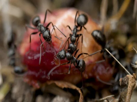 Macro closeup many ants on cherry pit Stock Footage 76155371