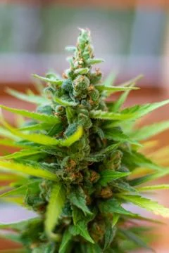 Macro closeup of a marijuana bud Stock Photos