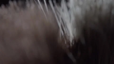 Macro Closeup of Natural Bristle Brush Fibers Showing Fine Texture Detail Stock Footage 340231899