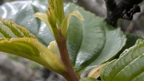 Macro closeup of a new leaf shoot on a shrub Stock Photos