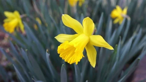 Macro closeup of one yellow daffodil in green grass during spring Stock Footage 79592219