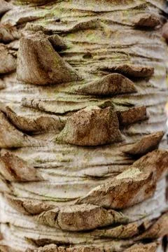 Macro closeup of palm tree trunk texture Stock Photos
