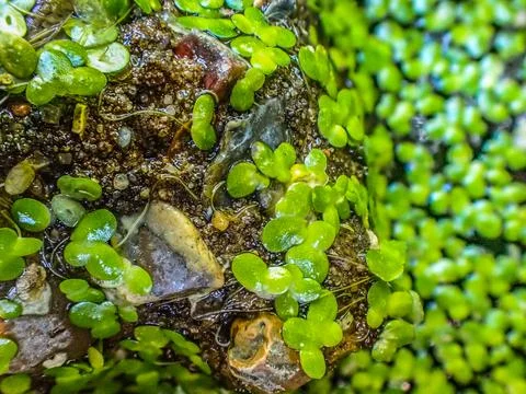 Macro closeup of pond weed in a pool and across a rock. Stock Photos