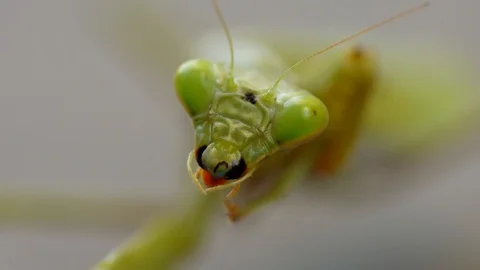 Macro closeup praying mantis chewing Stock Footage 120542912