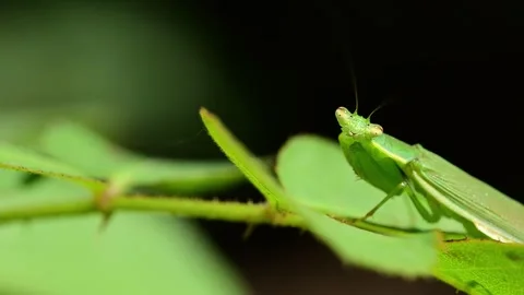 Macro closeup of praying mantis resting on green leaf in natural habitat Stock Footage 336431370