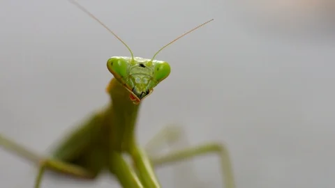 Macro closeup praying mantis turns head and looks around Stock Footage 120542900