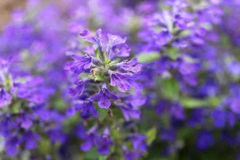 Macro Closeup on Purple Ajuga "Bugleweed" Groundcover Flowers with Blurred Ba Stock Photos