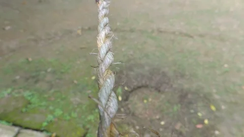 Macro closeup real ant insect running crossing walking on nylon rope cable alone Stock Footage 127357055