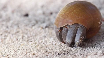 A macro closeup of a really cute hermit crab hiding in the shell at warm Stock Footage 86009632