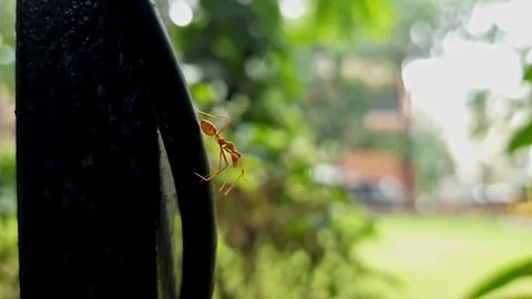 A macro closeup of red ants crawling on a tree trunk during sunny day Stock Footage 313381032