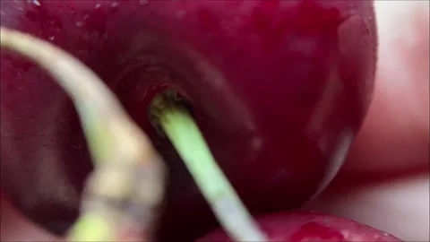 Macro closeup red cherry merry organic fresh berry fruit half texture background Stock Footage 337645849
