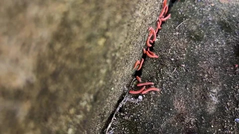 Macro Closeup of Red Millipedes Crawling Along a Damp Surface Stock Footage 346909852