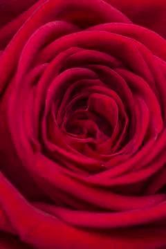 Macro closeup of a red rose Stock Photos