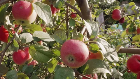 Macro closeup ripe red apples hanging on leafy branches sunlit orchard dew Stock Footage 345177614