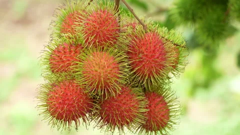 Macro Closeup of Ripe Red Rambutan Fruit Bunch on Branch Stock Footage 336314269