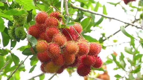 Macro Closeup of Ripe Red Rambutan Bunch Swaying Vídeos de archivo 336315190