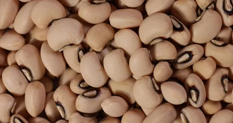 Macro closeup rotating turning black eyed bean Stock Footage 172917873