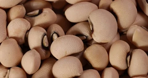 Macro closeup rotating turning black eyed bean Stock Footage 172919893
