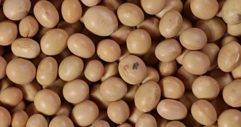 Macro closeup rotating turning soya beans Stock-Footage 172917940
