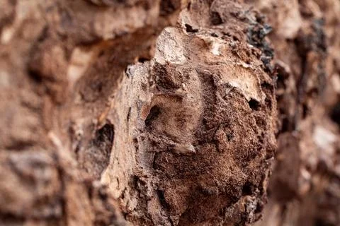 Macro closeup of rotten tree bark Stock Photos