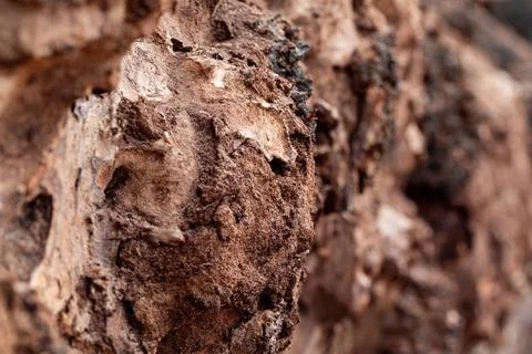 Macro closeup of rotten tree bark Stock Photos