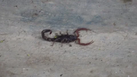 Macro closeup of scorpion Stock Footage 319928205