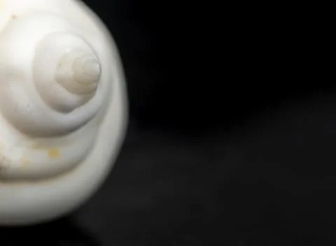 Macro closeup of a Seashell Stock Photos