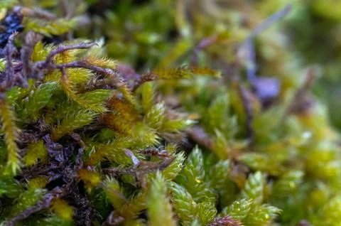 Macro Closeup Selective Focus Moss Texture | Intricate Fronds, Organic Deta.. Stock Photos