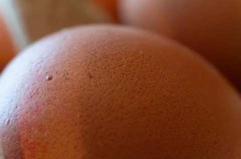 Macro Closeup Selective Focus of Porous Brown Eggshell Texture with Tiny Bu.. Stockfoto's