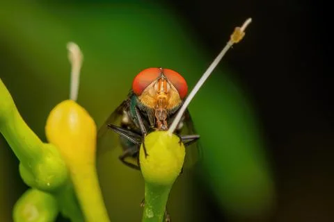 Macro closeup shot of Bee insect sucking nectar, sucking something on the plants Stockfoto's