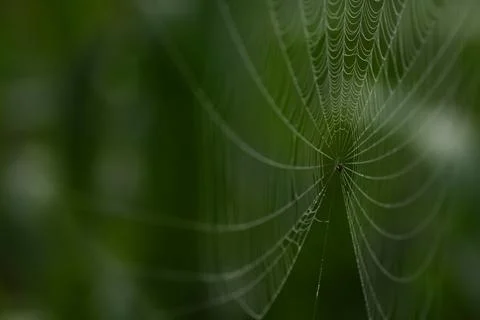 A macro closeup shot of a spider web or cobweb on a blurry green background Stock Photos