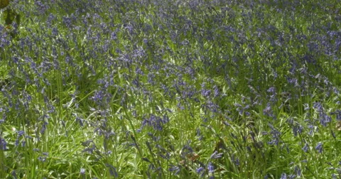 Macro Closeup Shot Of Spring Bluebells In Full Bloom. Filmed In 4K Resolution Stock-Footage 62864048