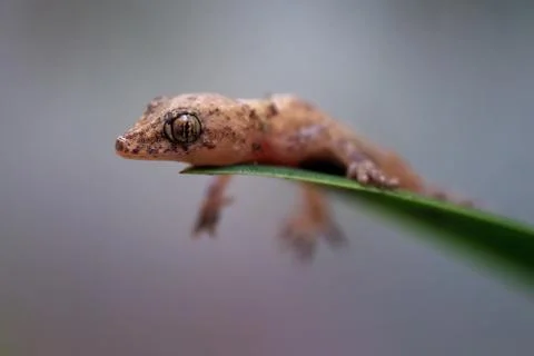 Macro closeup shot of a tiny brown gecko sitting on a green leaf Stock Photos