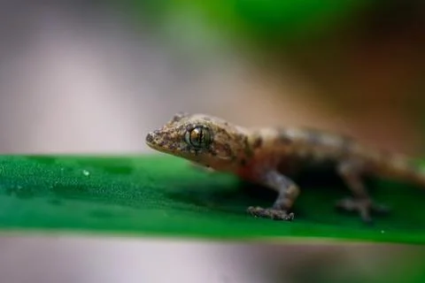 Macro closeup shot of a tiny brown gecko lying on a green leaf 写真素材