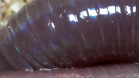 Macro closeup of slimy segmented worm with rainbow shining pattern as it Stock Footage 264044724