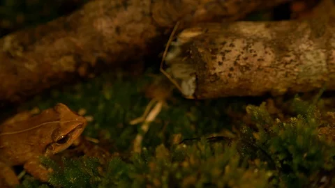 Macro closeup slow motion of a coqui frog jumping Stock Footage 108076156